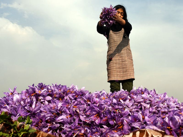 Golden Threads of India: Unveiling the Riches of Indian Saffron